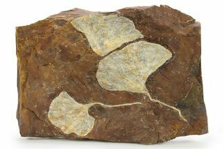 Three Paleocene Fossil Ginkgo Leaves - North Dakota #290799