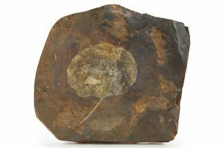 Paleocene Fossil Leaf (Cocculus) - North Dakota #290803
