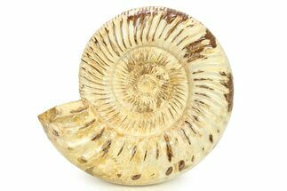 Polished Jurassic Ammonite (Kranosphinctes) - Madagascar #290775