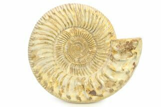 Polished Jurassic Ammonite (Kranosphinctes) - Madagascar #290776