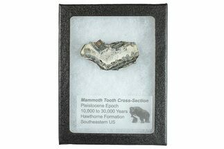 Mammoth Molar Slice With Case - South Carolina #291055