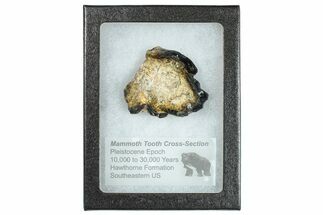 Mammoth Molar Slice With Case - South Carolina #291063