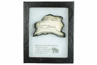 Mammoth Molar Slice With Case - South Carolina #291080