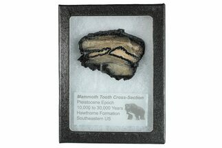 Mammoth Molar Slice With Case - South Carolina #291119
