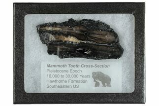 Mammoth Molar Slice With Case - South Carolina #291123