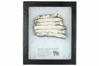 Mammoth Molar Slice With Case - South Carolina #291149