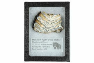Mammoth Molar Slice With Case - South Carolina #291167