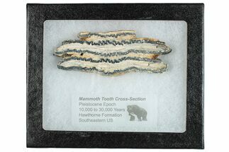 Mammoth Molar Slice With Case - South Carolina #291174