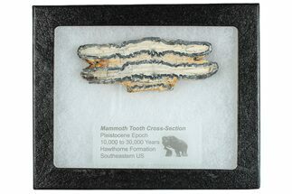 Mammoth Molar Slice With Case - South Carolina #291179