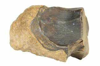 Fossil Dinosaur (Leptoceratops) Shed Tooth - Wyoming #289196