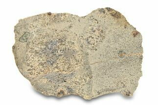 Eucrite Meteorite Slice ( g) - Jikharra #284811