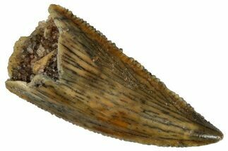 Serrated, Raptor Tooth - Real Dinosaur Tooth #291509