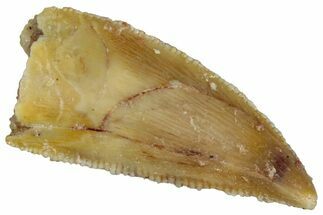 Serrated, Raptor Premaxillary Tooth - Real Dinosaur Tooth #291514
