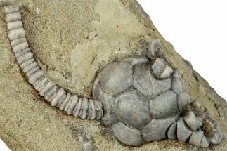 Fossil Crinoid (Cyathocrinites) - Crawfordsville, Indiana #291777