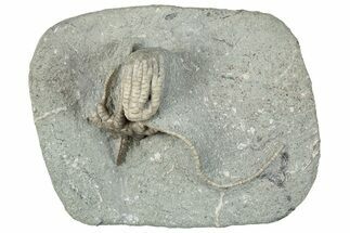 Fossil Crinoid Plate (Two Species) - Crawfordsville, Indiana #291804
