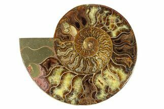 Cut & Polished Ammonite Fossil (Half) - Madagascar #291867
