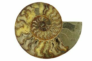 Cut & Polished Ammonite Fossil (Half) - Madagascar #291878