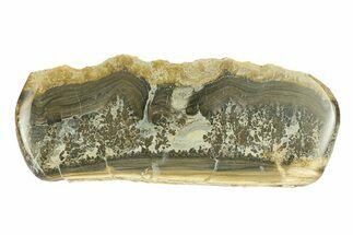 Triassic Aged Stromatolite Fossil - England #292070