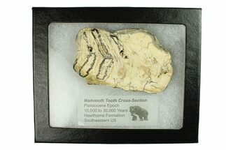 Mammoth Molar Slice With Case - South Carolina #291207