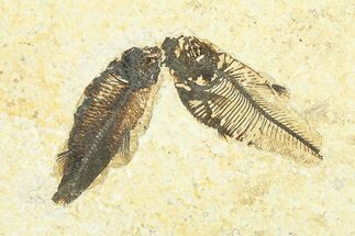 Multiple Fossil Fish (Diplomystus & Knightia) - Unprepared #292094