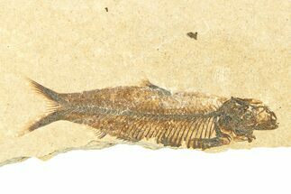 Detailed Fossil Fish (Knightia) - Wyoming #292099