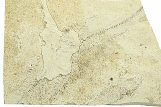 Unprepared Multiple Fossil Fish Plate - Wyoming #292116