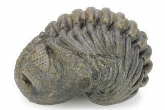 Large, Wide Enrolled Pedinopariops Trilobite #291848