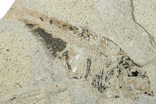 Bargain, Partial Fossil Fish (Diplomystus) - Wyoming #292143
