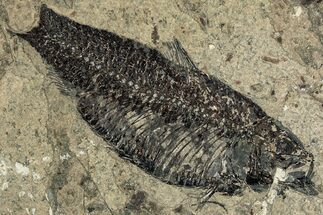 Detailed Fossil Fish (Knightia) - Wyoming #292214