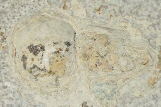 Fossil Gastropod (Viviparus) in Rock - Wyoming #292256
