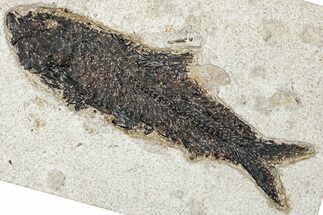 Detailed Fossil Fish (Knightia) - Huge For Species! #292339