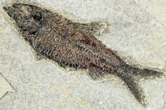 Detailed Fossil Fish (Knightia) - Wyoming #292342