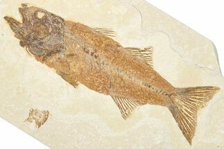 Uncommon Fish Fossil (Mioplosus) - Wyoming #292345