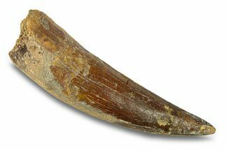 Fossil Spinosaurus Tooth - Real Dinosaur Tooth #286711