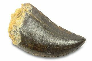 Serrated Theropod Tooth - Morocco #291882