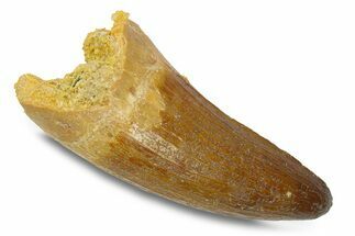 Cretaceous Fossil Crocodylomorph Tooth - Morocco #292224