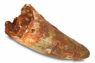 Cretaceous Fossil Crocodylomorph Tooth - Morocco #292232