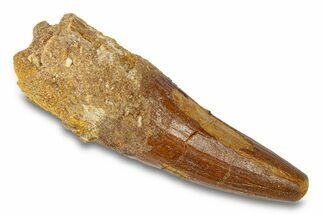 Cretaceous Fossil Crocodylomorph Tooth - Morocco #292249