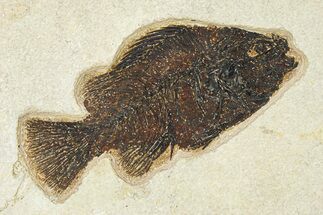 Fossil Fish (Cockerellites) - Wyoming #292355