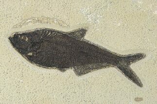Detailed Fossil Fish (Diplomystus) - Wyoming #292361
