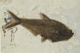 Beautiful Fossil Fish (Diplomystus) - Wyoming #292449