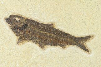 Detailed Fossil Fish (Knightia) - Wyoming #292389