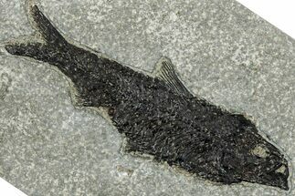 Detailed Fossil Fish (Knightia) - Wyoming #292378