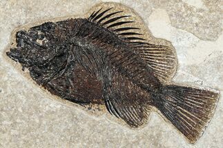 Detailed Fossil Fish (Cockerellites) - Wyoming #292416
