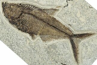 Beautiful Fossil Fish (Diplomystus) - Wyoming #292455