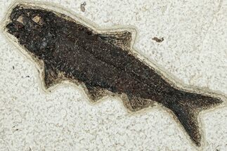 Detailed Fossil Fish (Knightia) - Wyoming #292456