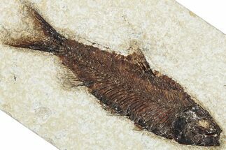 Detailed Fossil Fish (Knightia) - Wyoming #292503