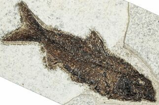 Detailed Fossil Fish (Knightia) - Wyoming #292504