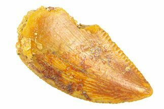 Serrated, Raptor Tooth - Real Dinosaur Tooth #291851