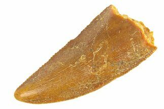 Serrated, Raptor Tooth - Real Dinosaur Tooth #291857